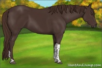 Horse Color:Liver Chestnut Tobiano 