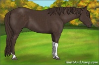 Horse Color:Liver Chestnut Tobiano 