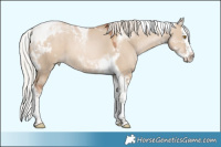 Horse Color:Silver Grullo Pearl Splash Tobiano 
