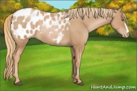 Horse Color:Chestnut Pearl Appaloosa Rabicano