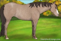 Horse Color:Classic Champagne Rabicano