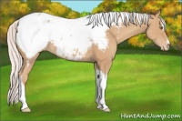Horse Color:Silver Classic Champagne Sabino Tobiano Appaloosa 