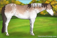 Horse Color:White Spotted Sable Champagne Tobiano Appaloosa 