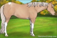 Horse Color:Silver Classic Champagne Tobiano Appaloosa 