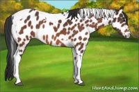 Horse Color:Bay Tobiano Appaloosa Rabicano 