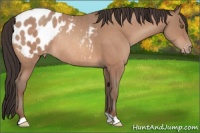 Horse Color:Sable Champagne Appaloosa Rabicano 