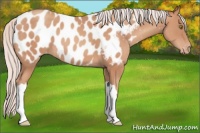 Horse Color:Silver Sable Champagne Appaloosa