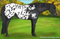 Horse Color:Black Appaloosa 