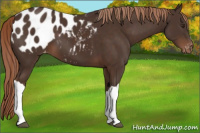 Horse Color:Liver Chestnut Appaloosa 