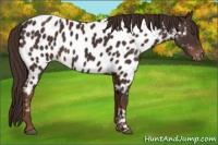 Horse Color:Liver Chestnut Appaloosa Rabicano