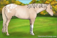 Horse Color:Gold Champagne Pearl Appaloosa Rabicano