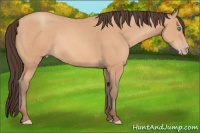 Horse Color:Amber Champagne Rabicano 