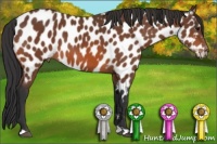 Horse Color:Bay Appaloosa