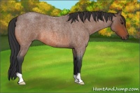 Horse Color:Bay Roan 