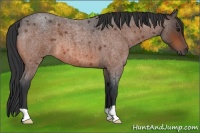 Horse Color:Bay Roan 