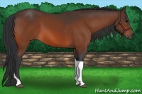 Horse Color:Bay Tobiano 