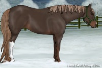 Horse Color:Liver Chestnut 