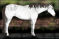 Horse Color:White Spotted Blue Roan Rabicano  and White Spotted Classic Champagne Roan Rabicano 