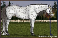 Horse Color:Grullo Appaloosa