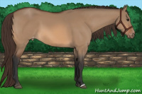 Horse Color:Bay Dun Appaloosa 