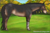 Horse Color:Liver Chestnut Tobiano
