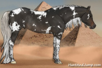 Horse Color:Gray White Spotted Silver Brown Dun Tobiano Rabicano 