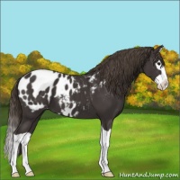 Horse Color:Smoky Black Splash Appaloosa