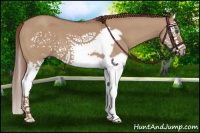 Horse Color:Red Dun Splash Frame