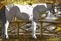 Horse Color:Grullo Splash Tobiano