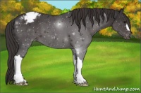 Horse Color:Smoky Black Varnish 