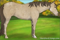 Horse Color:Classic Cream Champagne Roan 