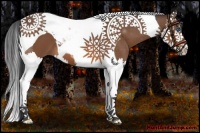 Horse Color:Bay Splash Tobiano