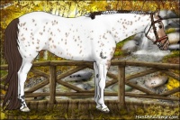 Horse Color:Bay Dun Tobiano Near Leopard 