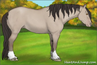 Horse Color:Classic Champagne Dun