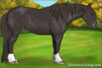 Horse Color:Smoky Black Appaloosa 