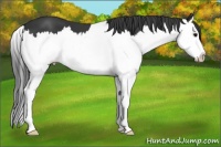 Horse Color:Black Splash 