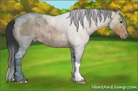 Horse Color:Brown Ice Roan Appaloosa