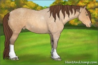Horse Color:Sable Cream Champagne Roan Appaloosa 