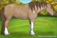 Horse Color:Classic Cream Champagne Appaloosa 