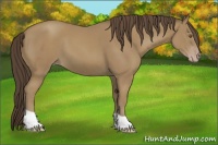 Horse Color:Classic Cream Champagne
