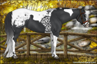 Horse Color:Black Splash Tobiano Appaloosa 
