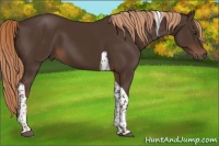 Horse Color:Liver Chestnut Tobiano 