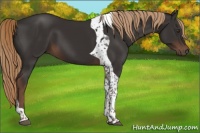 Horse Color:Liver Chestnut Tobiano