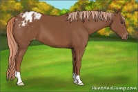 Horse Color:Chestnut Appaloosa