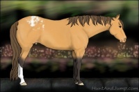 Horse Color:Buckskin Appaloosa