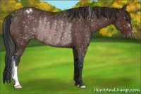 Horse Color:Brown Snowflake Varnish Rabicano 