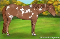 Horse Color:White Spotted Chestnut 