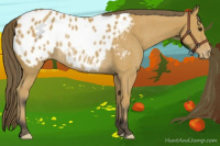 Horse Color:Buckskin Appaloosa Rabicano 