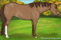 Horse Color:Gray Red Dun 
