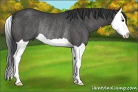 Horse Color:Black Splash Rabicano